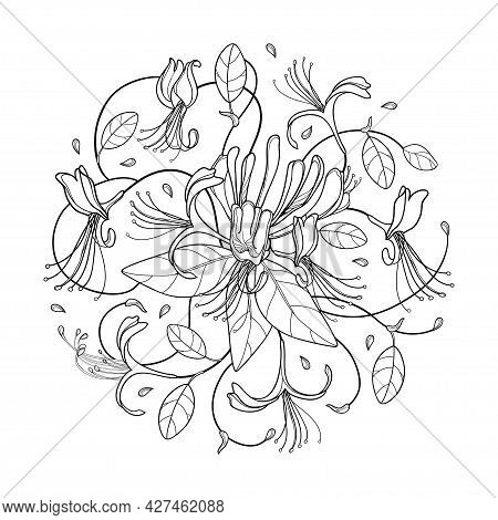 Vector Round Bunch Of Outline Lonicera Or Japanese Honeysuckle With Flower, Bud And Leaf In Black Is
