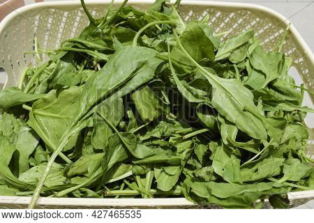 Freshly Harvested Organic Spinach Green Leafy Vegetable. Palak Or Green Spinach Cut Harvested Plucke