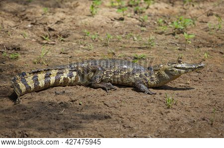 Closeup Side On Portrait Of Black Caiman (melanosuchus Niger) Jaw Open On Riverbank Pampas Del Yacum