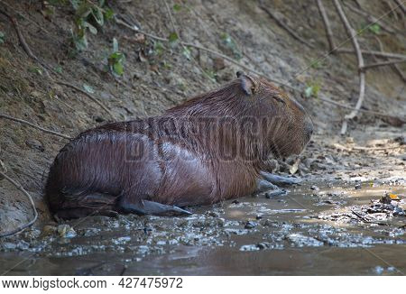 Side On Portrait Of Capybara (hydrochoerus Hydrochaeris) Bathing In Mud, Pampas Del Yacuma, Bolivia.