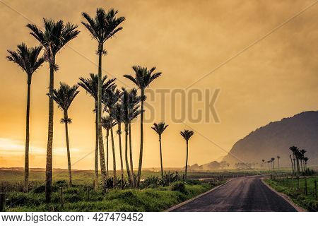 Group Of Tall Nikau Palm Trees On A Misty Sunset Evening On Kohaihia Road On The South Island West C