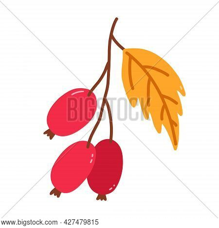 Sprig With Rose Hips And Leaves Isolated On White Background. Vector Hand-drawn Illustration In Cart