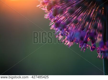 abstract purple giant allium flower