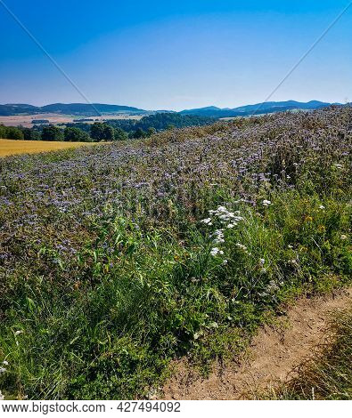 Big Field Of Small Purple And Violet Flowers Of Blue Phacelia Phacelia Tanacetifolia
