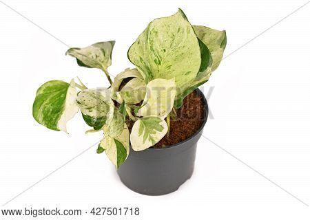 Small Exotic Houseplant With Botanic Name 'epipremnum Aureum Manjula'  In Flower Pot Isolated On Whi