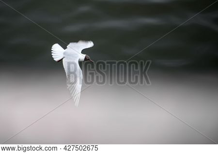 Flying Seagull On A Background Of Water On A Cloudy Day. Focus In Motion, Blurred Background