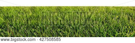 Green Grass Border Field Isolated On White Background For Your Design. An Isolated Image Of Green Co