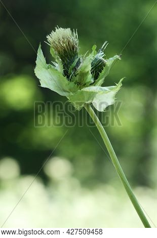 Close Up Of Lonely Cabbage Thistle Flower Against A Dark Green Background On A Sunny Summer Day. Sel