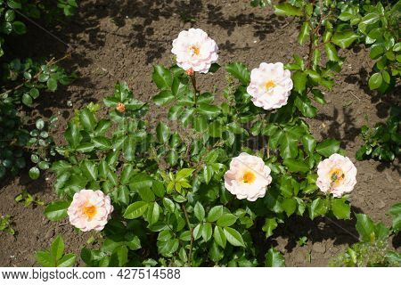 Five Light Pink Semi Double Flowers Of Rose In May