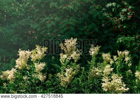 Meadowsweet Inflorescences Are Illuminated By The Sun Against The Background Of Blurred Shady Foliag