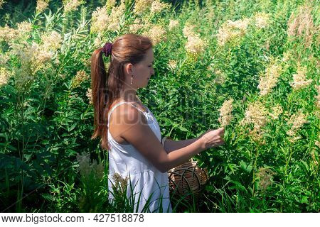 Young Woman Herbalist Gathers Meadowsweet Inflorescences In A Basket In The Meadow