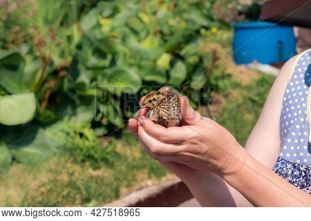 Female Farmer`s Hands Tenderly Holds Domestic Quail Chicken Outdoor