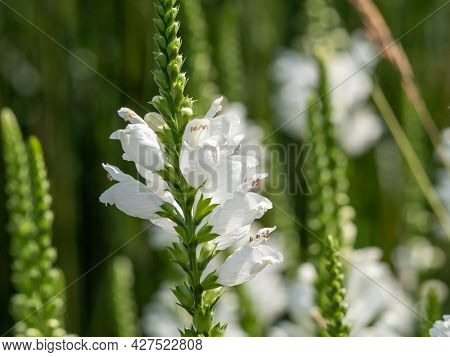 Physostegia White Flower Feet, Physostegia Virginiana. High Quality Photo