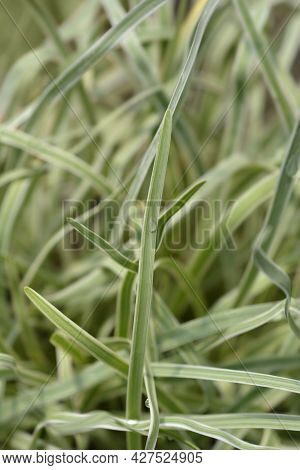Variegated Society Garlic Leaves - Latin Name - Tulbaghia Violacea Variegata