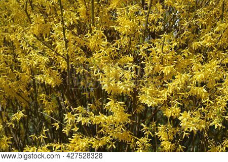 Weeping Forsythia Yellow Flowers - Latin Name - Forsythia Suspensa