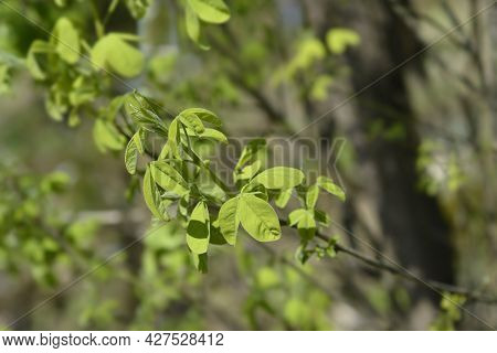 Dalmatian Laburnum Leaves - Latin Name - Petteria Ramentacea
