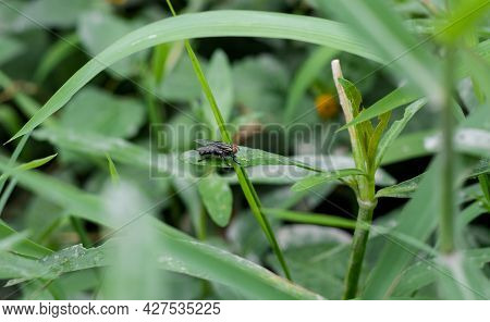 Common Bottle Fly Sitting On The Green Leaf In The Jungle