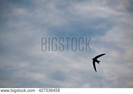 The Swift, Apus Apus, In The Flying. Bird Silhouette In The Sky. Cloudy Weather. Swift Hunts Insects