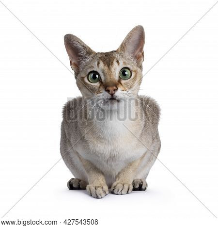 Handsome Young Adult Singapura Cat, Laying Down Facing Front. Looking Straight At Camera With Mesmer