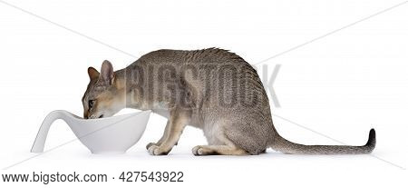Handsome Young Adult Singapura Cat, Sitting Side Ways Drinking From Ceramic Bowl. Looking Straight A
