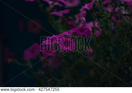 A Nature Photo Is A Beautiful Petunia Flower. Plant Petunia Flower With Blooming Pink Petals. Pink P