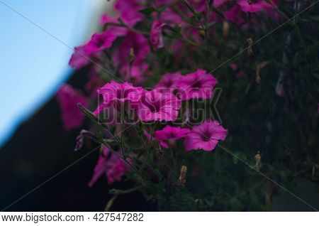 A Nature Photo Is A Beautiful Petunia Flower. Plant Petunia Flower With Blooming Pink Petals. Pink P