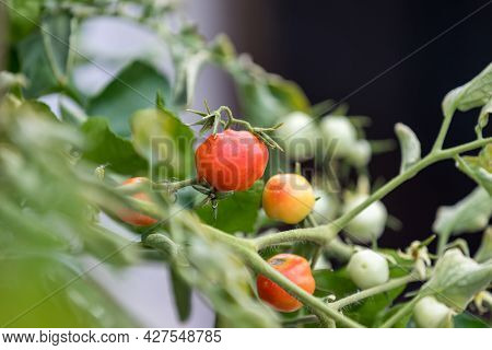 Fresh Unripe Red Tomatoes Growing In Farm. Red Cocktail Size Tomato Growing On Tree. Tomatoes Hangin