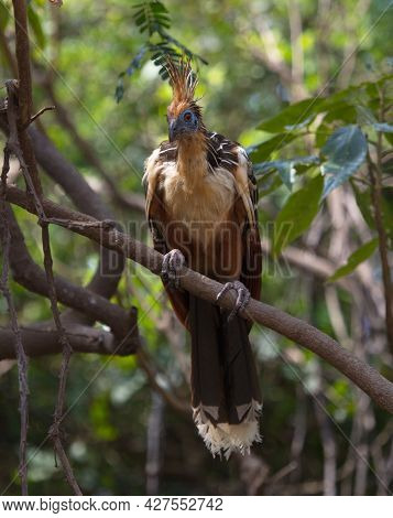 Bizarre Colorful Hoatzin (opisthocomus Hoazin) Looking Directly At Camera Pampas Del Yacuma, Bolivia