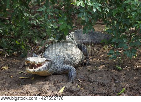 Closeup Of Black Caiman (melanosuchus Niger) On Riverbank With Jaws Open Looking At Camera Pampas De