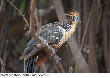 Bizarre Colorful Hoatzin (opisthocomus Hoazin) Sitting On Branch Focus On Eye Pampas Del Yacuma, Bol