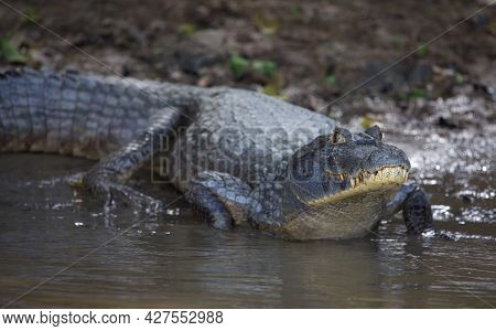 Closeup Of Black Caiman (melanosuchus Niger) Entering Water From Riverbank Pampas Del Yacuma, Bolivi