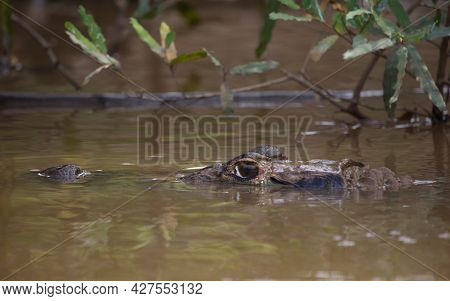 Closeup Portrait Of Black Caiman (melanosuchus Niger) With Head And Eye Submerged In Water Pampas De