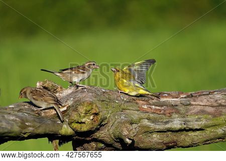 The House Sparrow (passer Domesticus) And European Greenfinch, Or Just Greenfinch (chloris Chloris) 
