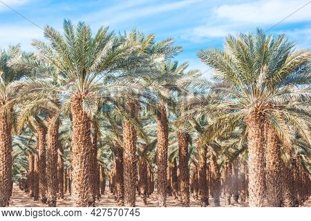 Date Palms Close Up Under The Blue Sky. Orchard In The Desert. Date Palm Plantation In Israel. Growi