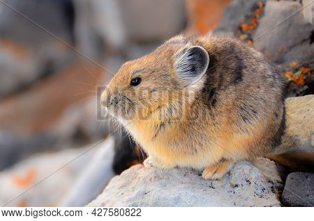 American Pikas Are Small Mountain Dwelling Mammals