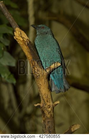 The Asian Fairy-bluebird (irena Puella) In Zoo. Female.