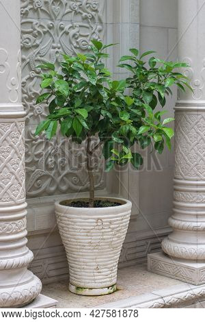 A Plant In A Large Pot Near A Stone Building. Cultivation Of Vegetation At Home.