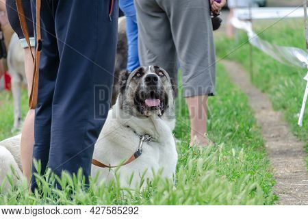 A Huge Dog Lies On The Green Grass Next To His Owner's Feet. An Adult Central Asian Shepherd On A Le