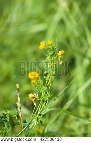 Sickle Medick In Bloom Close-up View With Selective Focus