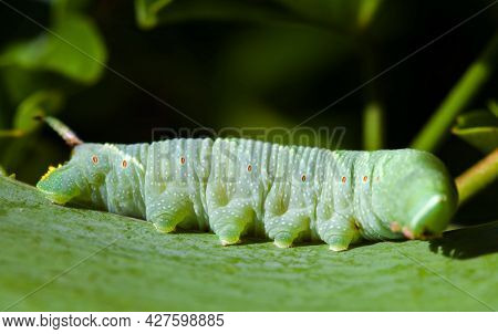 Close-up Of Lime Hawk-moth Caterpillar In The Natural Environment. Mimas Tiliae. A Large Caterpillar