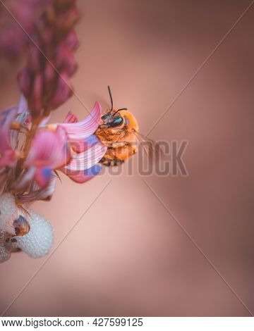 Bee Collecting Nectar On Pink Flowers. Honey Bee In Flight Over Blooming Wildflowers Espartet Or Sai
