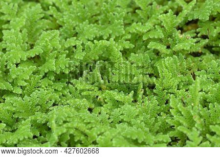 Detail Of Water Mosquito Fern, Fairy Moss, Freshwater Aquatic Azolla.