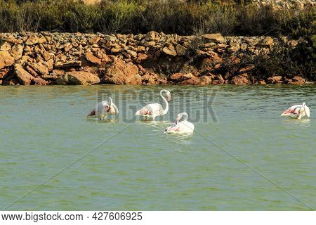 Beautiful Flamingos In The Wetlands Of San Pedro Del Pinatar, Murcia Province, On A Sunny Day Of Sum