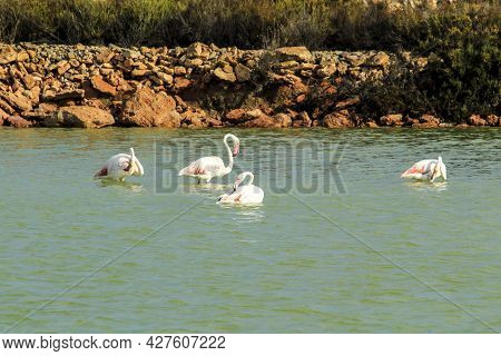 Beautiful Flamingos In The Wetlands Of San Pedro Del Pinatar, Murcia Province, On A Sunny Day Of Sum