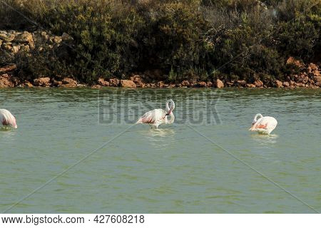 Beautiful Flamingos In The Wetlands Of San Pedro Del Pinatar, Murcia Province, On A Sunny Day Of Sum