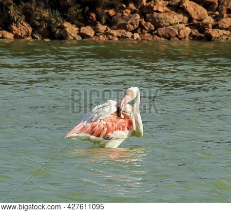 Beautiful Flamingo In The Wetlands Of San Pedro Del Pinatar, Murcia Province, On A Sunny Day Of Summ
