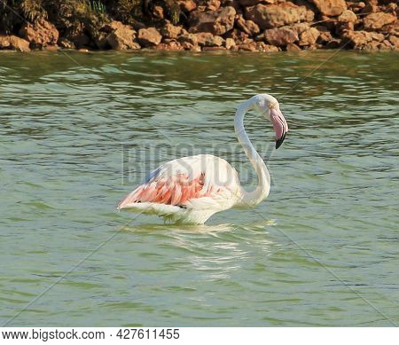 Beautiful Flamingo In The Wetlands Of San Pedro Del Pinatar, Murcia Province, On A Sunny Day Of Summ