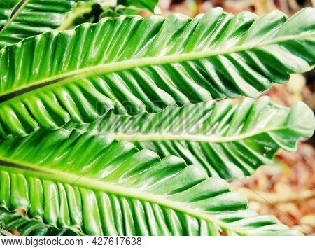Cobra Bird's Nest Fern, Auspicious Tree, Enhancing Dignity And Honor, Uniquely Beautiful Curly Wavy 