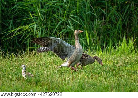 Greylag Goose On The Green Grass, Stankow, Poland
