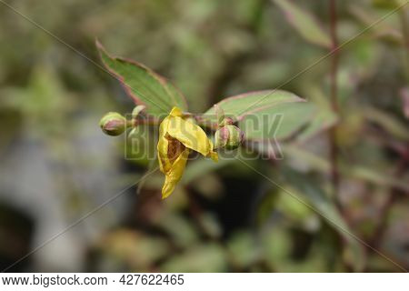 St. Johns Wort Tricolor - Latin Name - Hypericum X Moserianum Tricolor